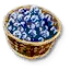 Blueberries