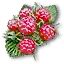 Raspberries