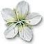 Arenaria