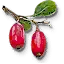 Berbercane fruit