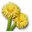 Blowball
