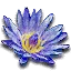 Blue lotus flower