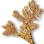 Buckthorn