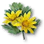 Celandine