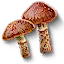 Cortinarius