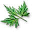 Fool's parsley leaves