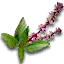 Nazairi basil