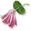 Honeysuckle