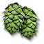 Hop umbels