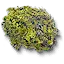 Hornwort