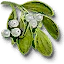 Mistletoe
