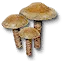 Puffball