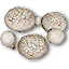 Sewant mushrooms