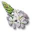 Verbena