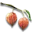 Winter cherry