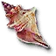 Sea shell