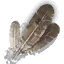 Harpy feathers