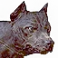 Wild Dog