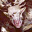 Fiend
