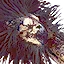 Griffin