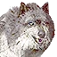 Alpha Wolf