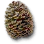 Cone