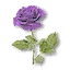 Violet rose