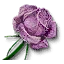 Rose of Remembrance