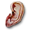 Ealdorman of Downwarren's ear