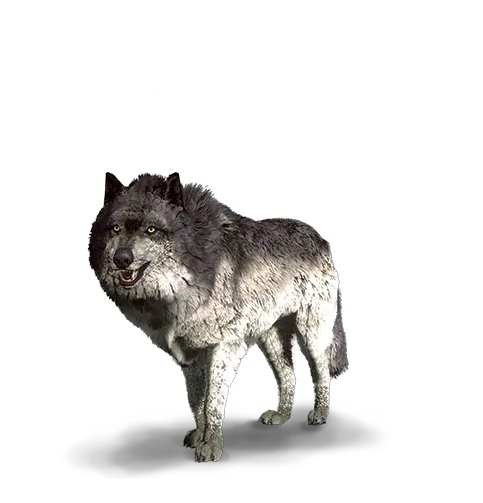 Alpha Wolf